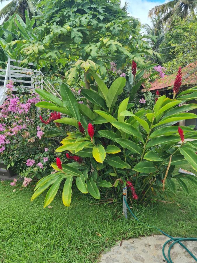Villa Sonrisa Casa De Huespedes Las Terrenas Kültér fotó